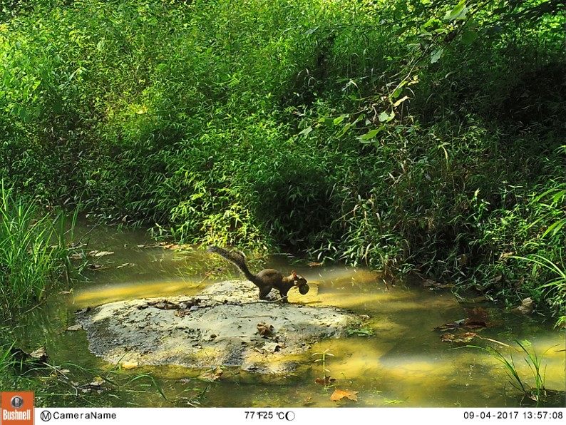 A rural squirrel.