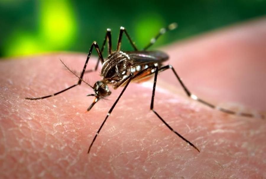 <em>Aedes aegypti</em> mosquitoes can transmit disease.