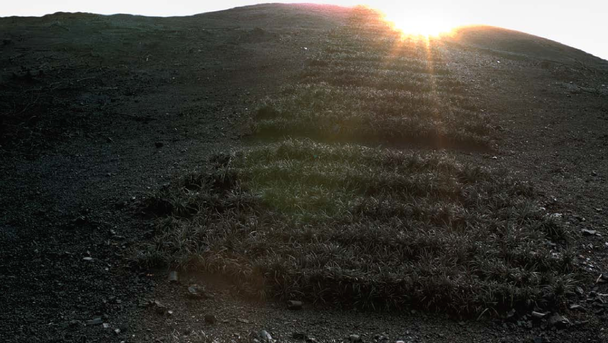 Terraced land with black mondo grass.