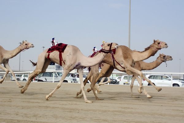 Al Shahaniya camel racetrack.