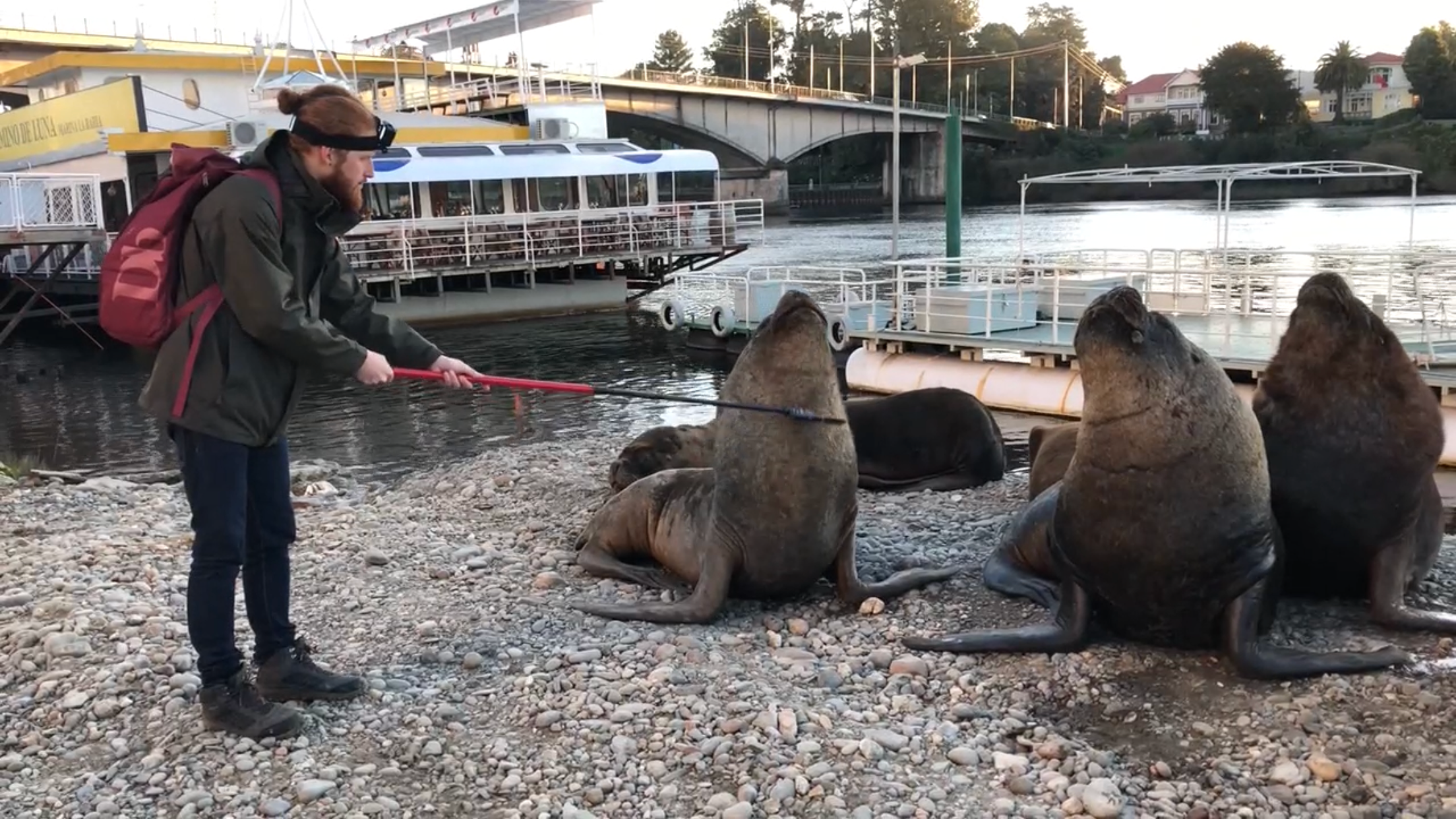 Urban Nature, Saving San Francisco's Sea Lions, Season 1