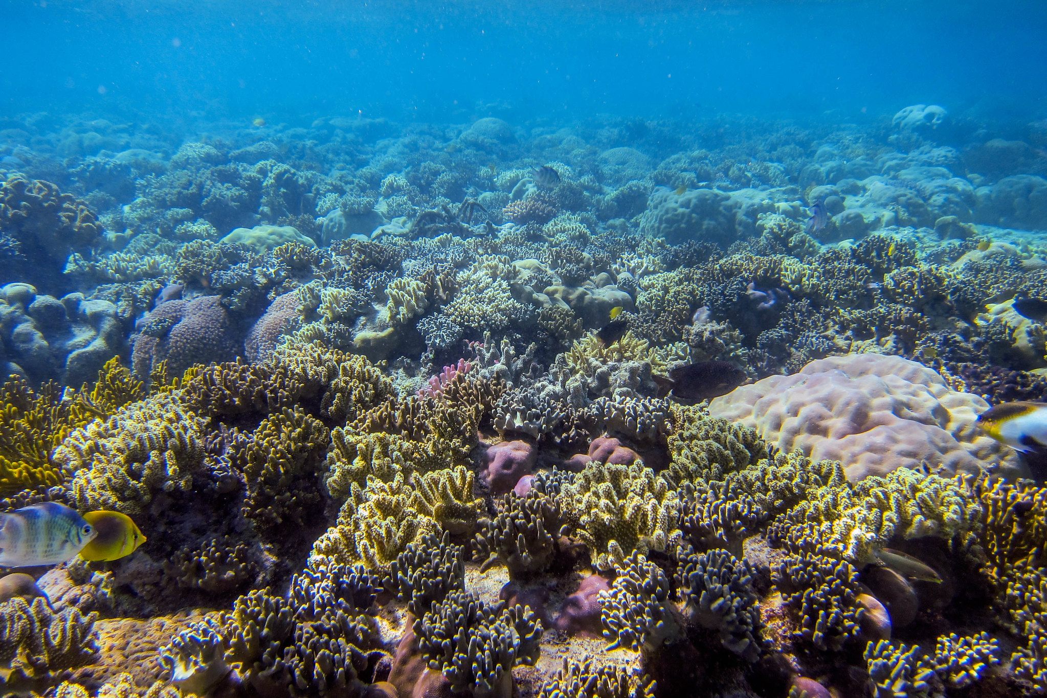 Reefs in the Coral Triangle are some of the most diverse in the world.