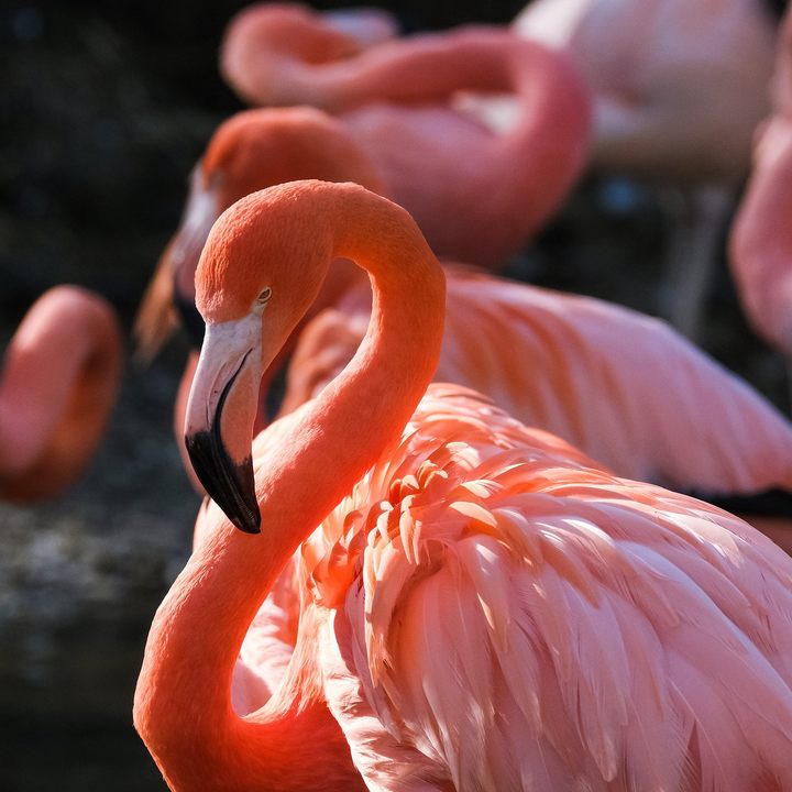 Encounter flamingos at the Celestún Biosphere Reserve.