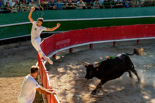 A raseteur makes an acrobatic leap to dodge a bull at the arena in Aigues-Vives.