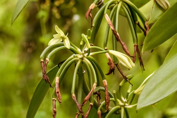 Vanilla planifolia, also known as Bourbon vanilla, flowers in Madagascar. The vanilla pods form as the flowers wither. 