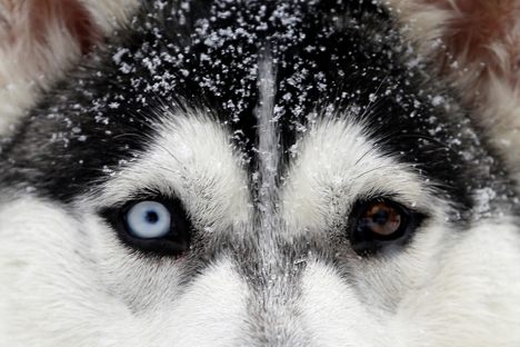 A participant in the Šediváčkův Long has its game face on. 
