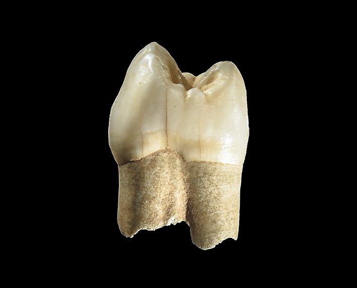 An Iranian Cave, a Neanderthal Tooth, And an Ice-Age Murder Mystery