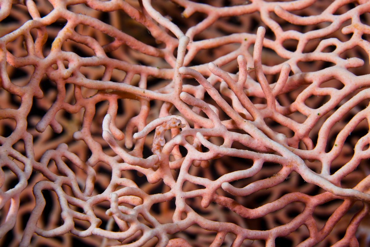 Can you spot the pygmy seahorse?