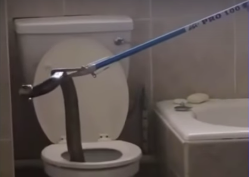 Toilet Snake