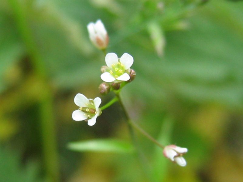capsela bursa