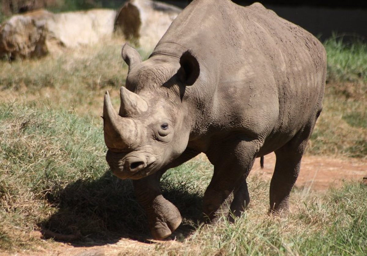 A black rhino, right-side up.