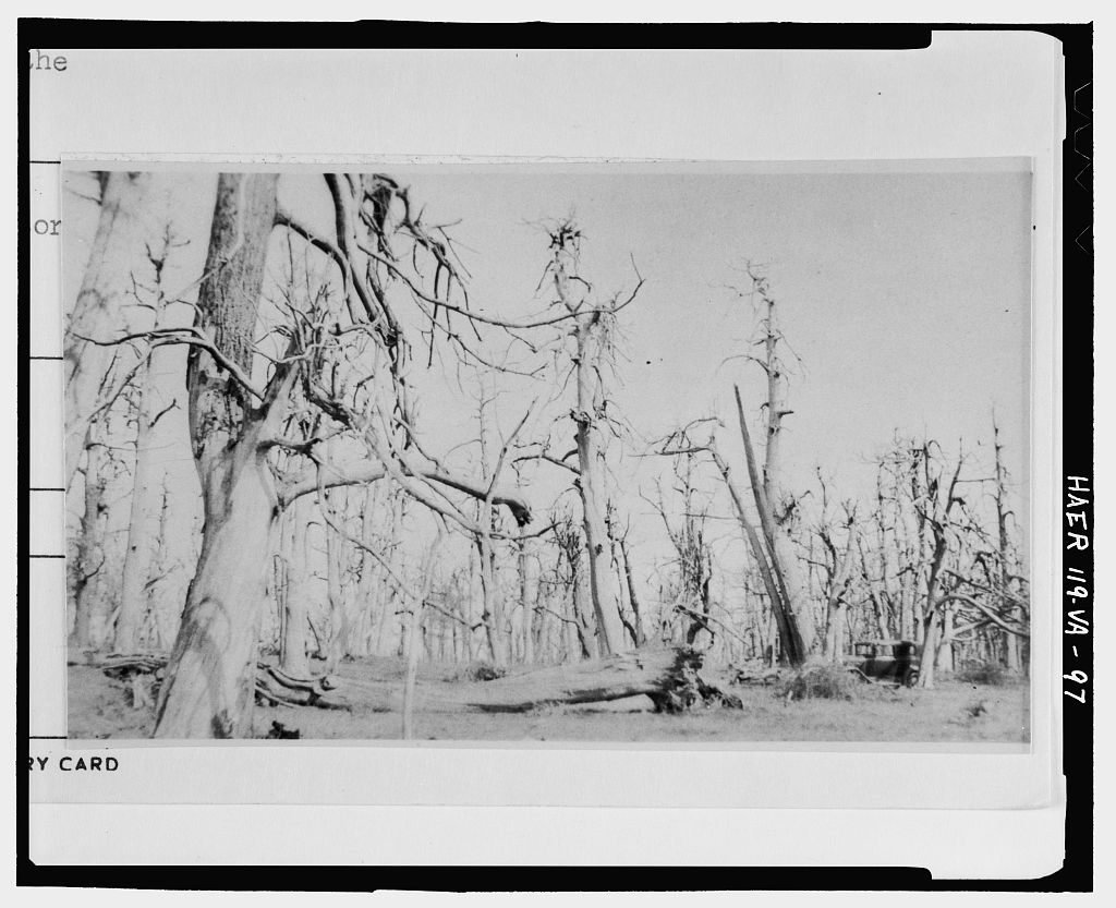 ghost forest in virginia