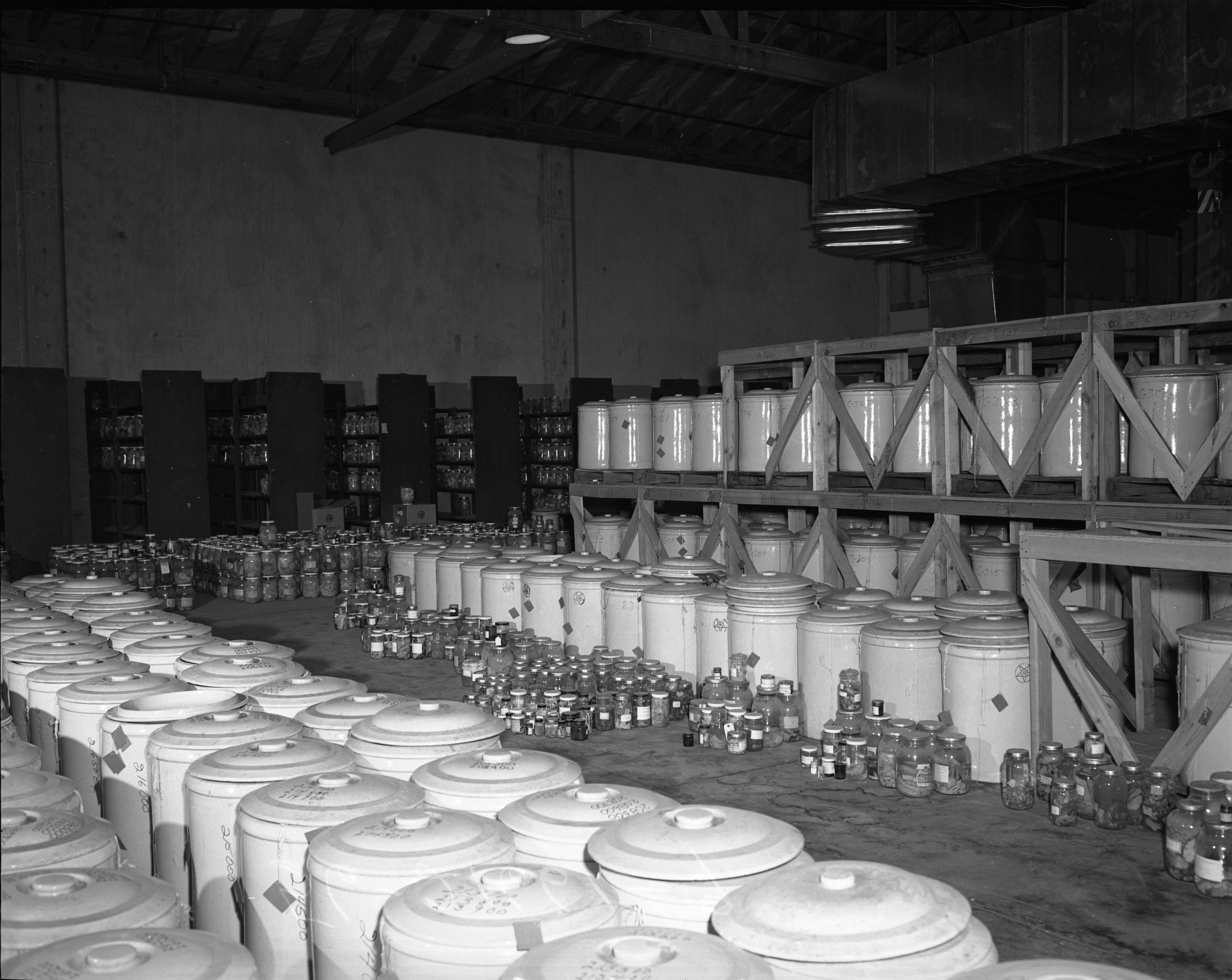 Pathological specimens stored in 20-gallon crock jars. 