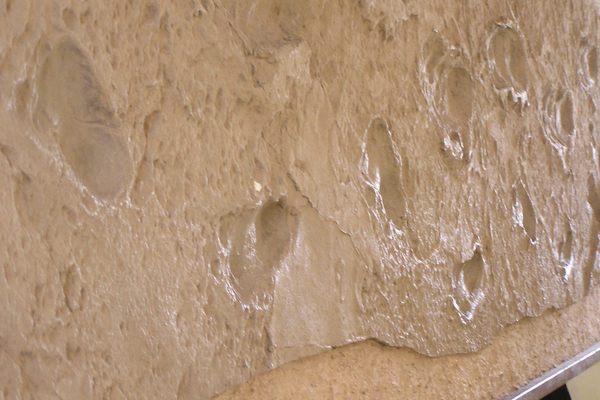 Cast of Laetoli footprints Olduvai Gorge museum