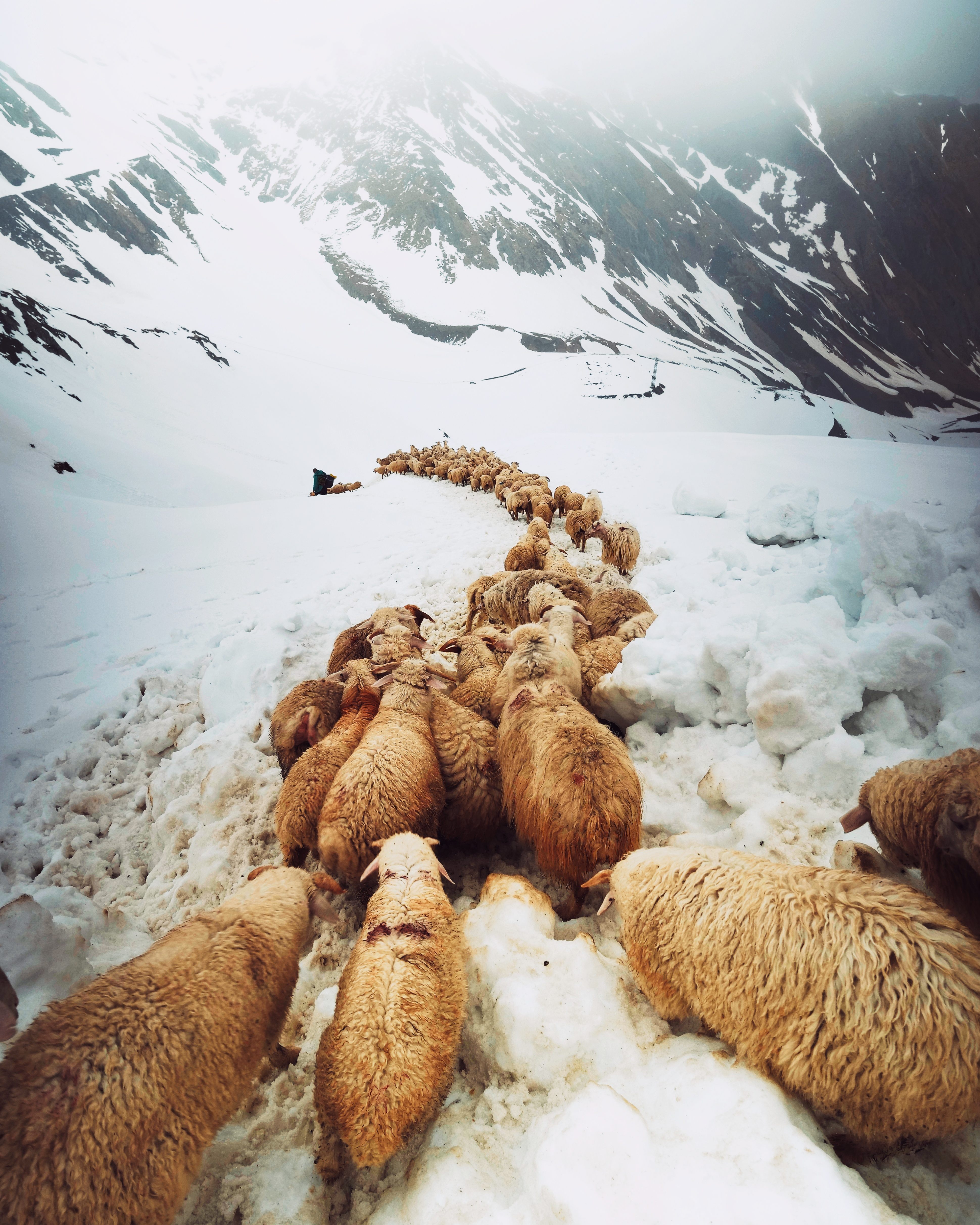 The most dangerous and crucial moment of the whole journey is making it through the Abano Pass. The pass marks the final stage of the trek up into the mountains, just before the shepherds finally enter the mountain valleys of the Tusheti.