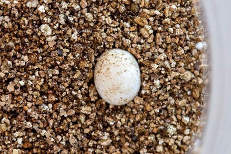  An anole egg, laid by a female in the colony.