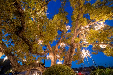 The Chandelier Tree.