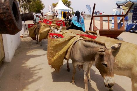 People using donkeys to carry loads in Lamu town.