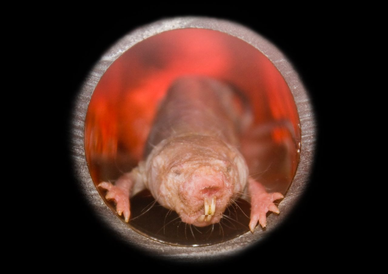A naked mole rat in laboratory tunnel. The oldest recorded naked mole rat in captivity lived to 39 years old. 