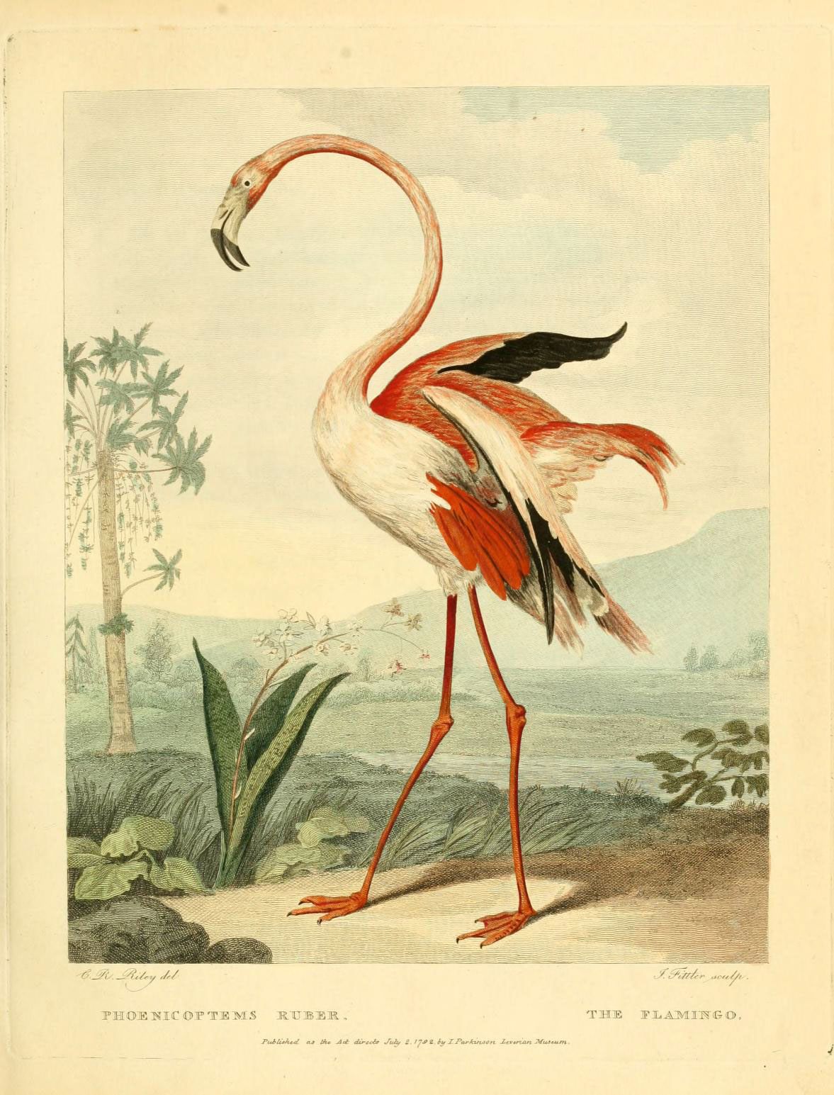 An illustration of the <em>Phoenicopterus ruber</em>.