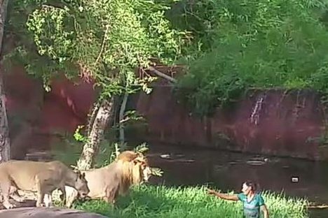Watch a Drunk Man in a Zoo Enclosure Trying to Shake a Lion's Hand