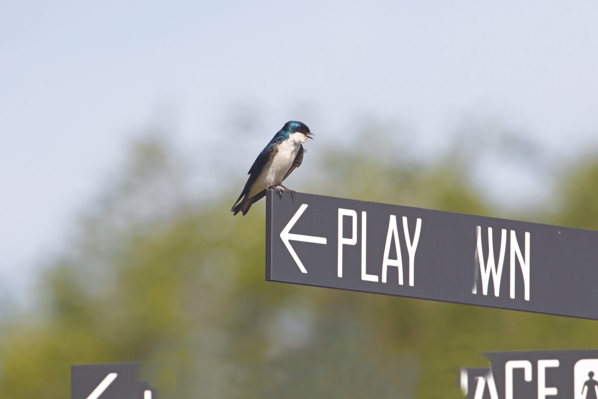A tree swallow pauses on a sign at Governor's Island in New York City.