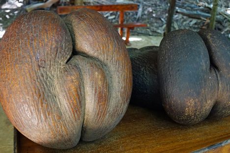 Coco de mer seeds. 