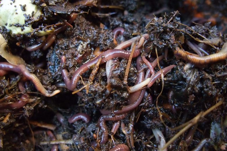 Worm grunting - charm earthworms out of the ground - with Worm