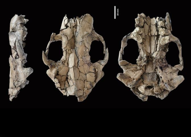 The otter's skull was found in China.