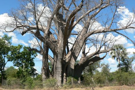 African baobabs—including the Big Tree—can live more than a thousand years.  