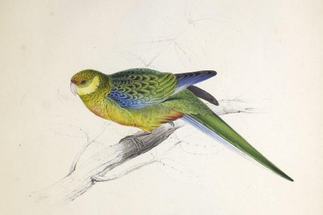 A Stanley parakeet, one of 42 plates in Edward Lear's Illustrations of the Family of Psittacidae, or Parrots.