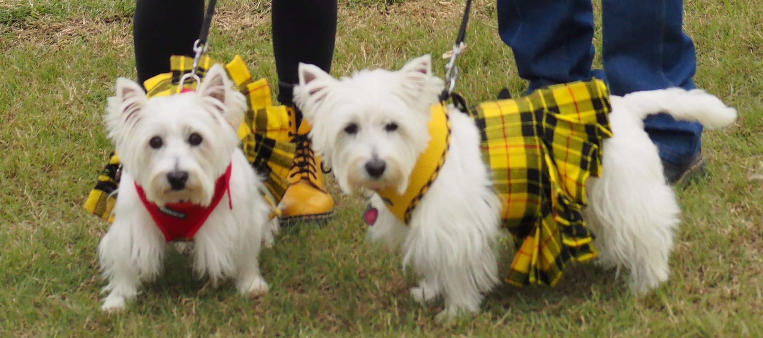 Dogs don’t compete in the athletic games, but they do often show up in their Scottish best. 