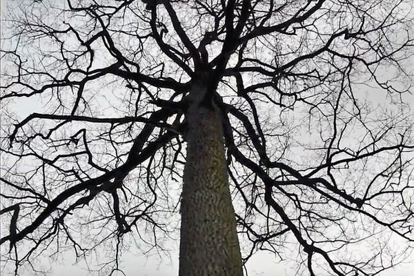 The trees were groomed over the years to be remarkably straight and tall.