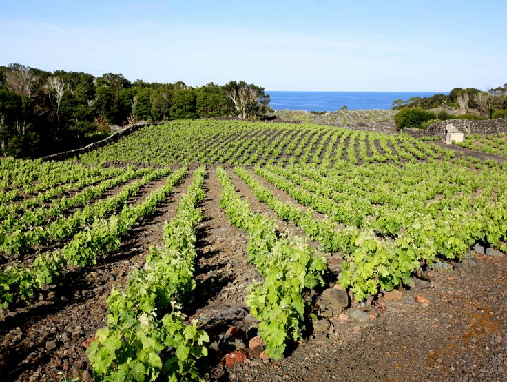 Lava fields and vineyards in Pico island