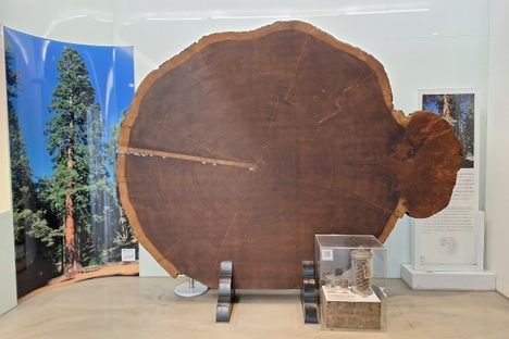 NTU Giant Sequoia