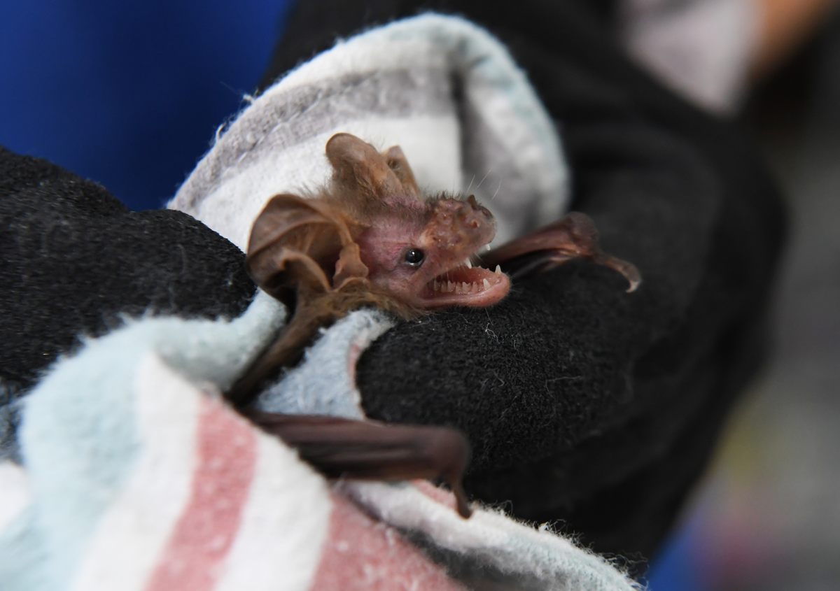 A Gould's long-eared microbat was found injured on the ground after heavy rain.
