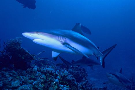 Reef sharks have smooth, hydrodynamic bodies, in contrast to more portly, deeper-dwelling sharks.