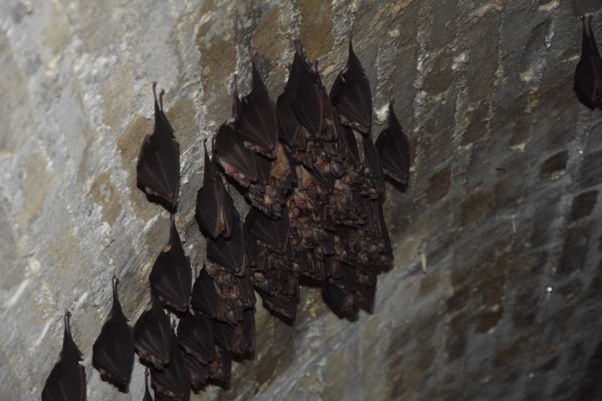 A colony of horseshoe bats in an old fortification.