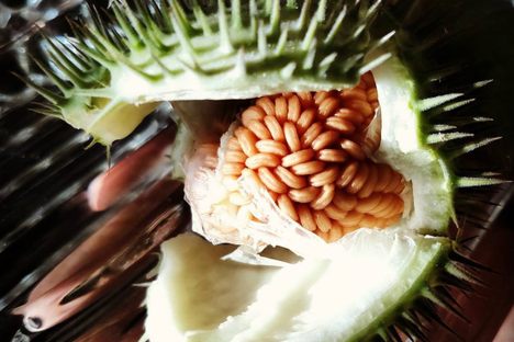 The prickly toloache fruit, with seeds inside.