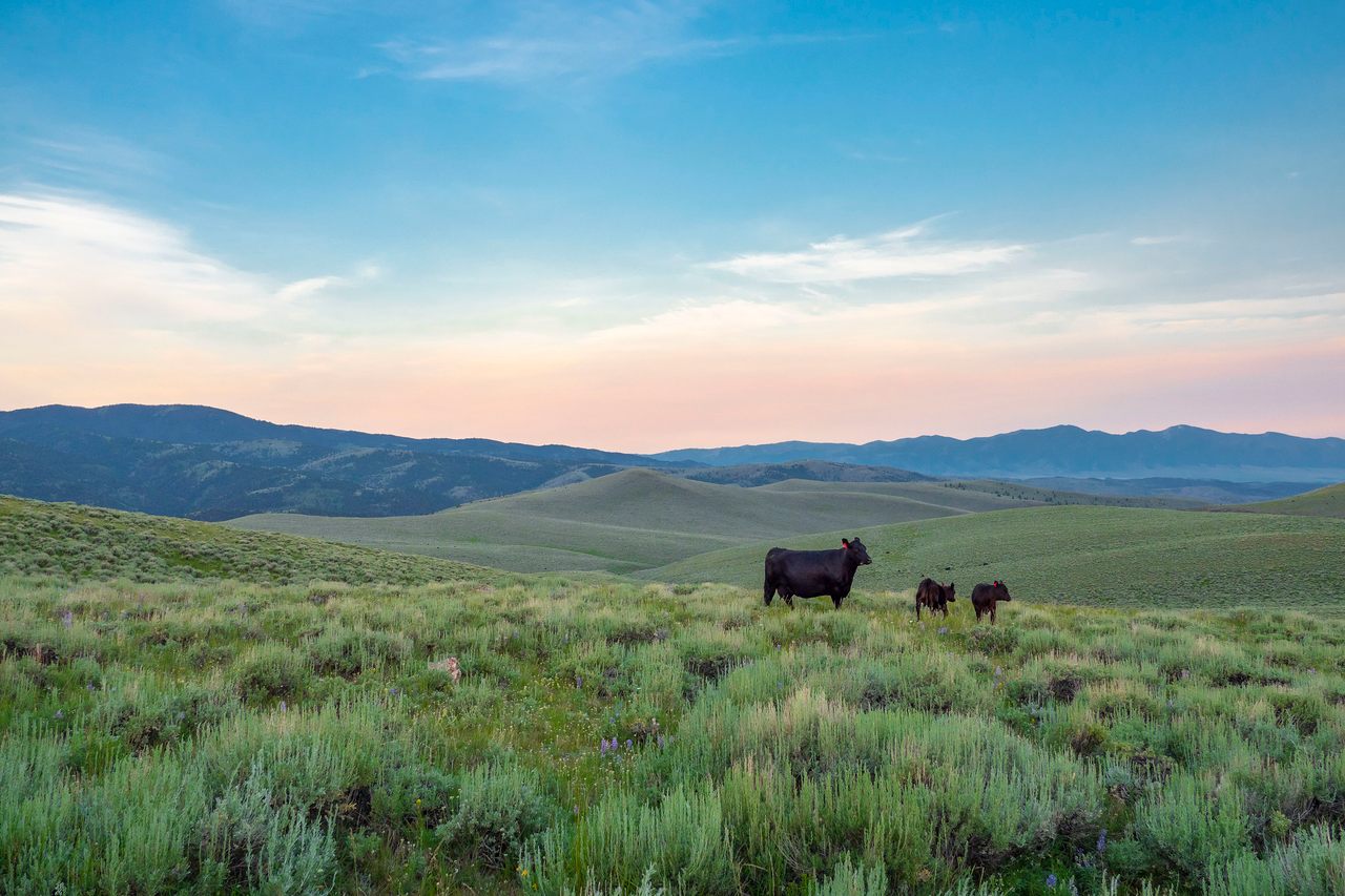 Cattle—like these ones grazing on the Gravelly Mountain Range in the Beaverhead-Deerlodge National Forest—burp a whole lot of methane.
