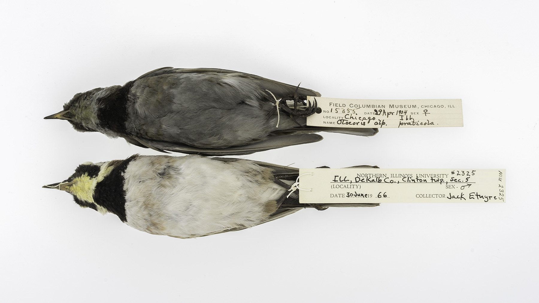 Specimens from 1904 and 1966 look almost like different species of songbird.