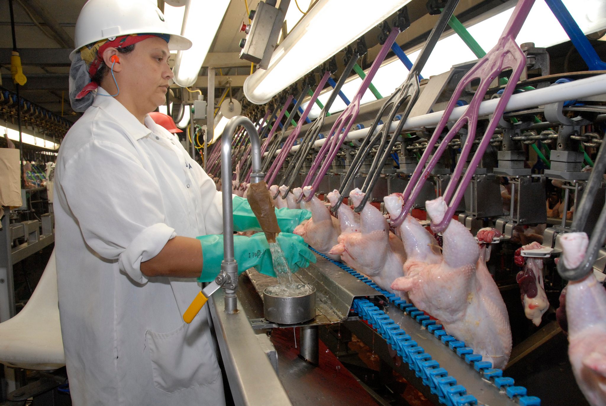 A USDA inspector keeps an eye on some chicken.