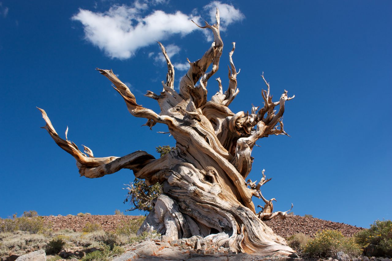Great Basin bristlecone pines are seemingly immortal trees that can often withstand the knobby twists of fate.