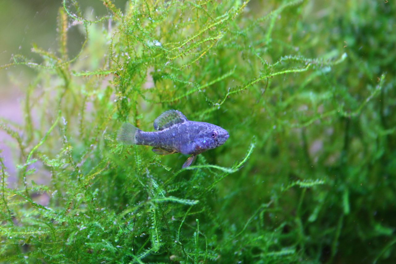 The spring pygmy sunfish, blue and ready to breed.