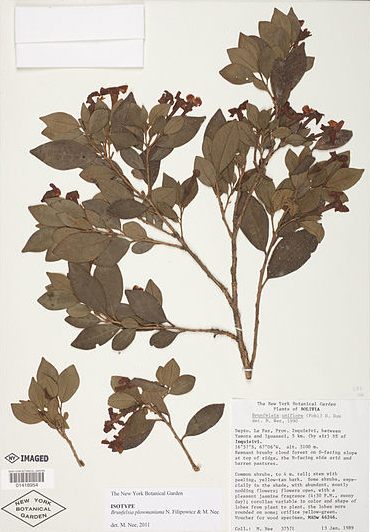 specimen of Brunfelsia plowmaniana 