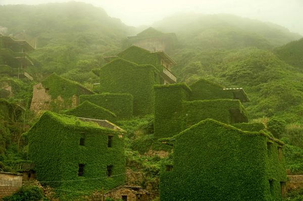 Houses are covered with creepers in the deserted village.