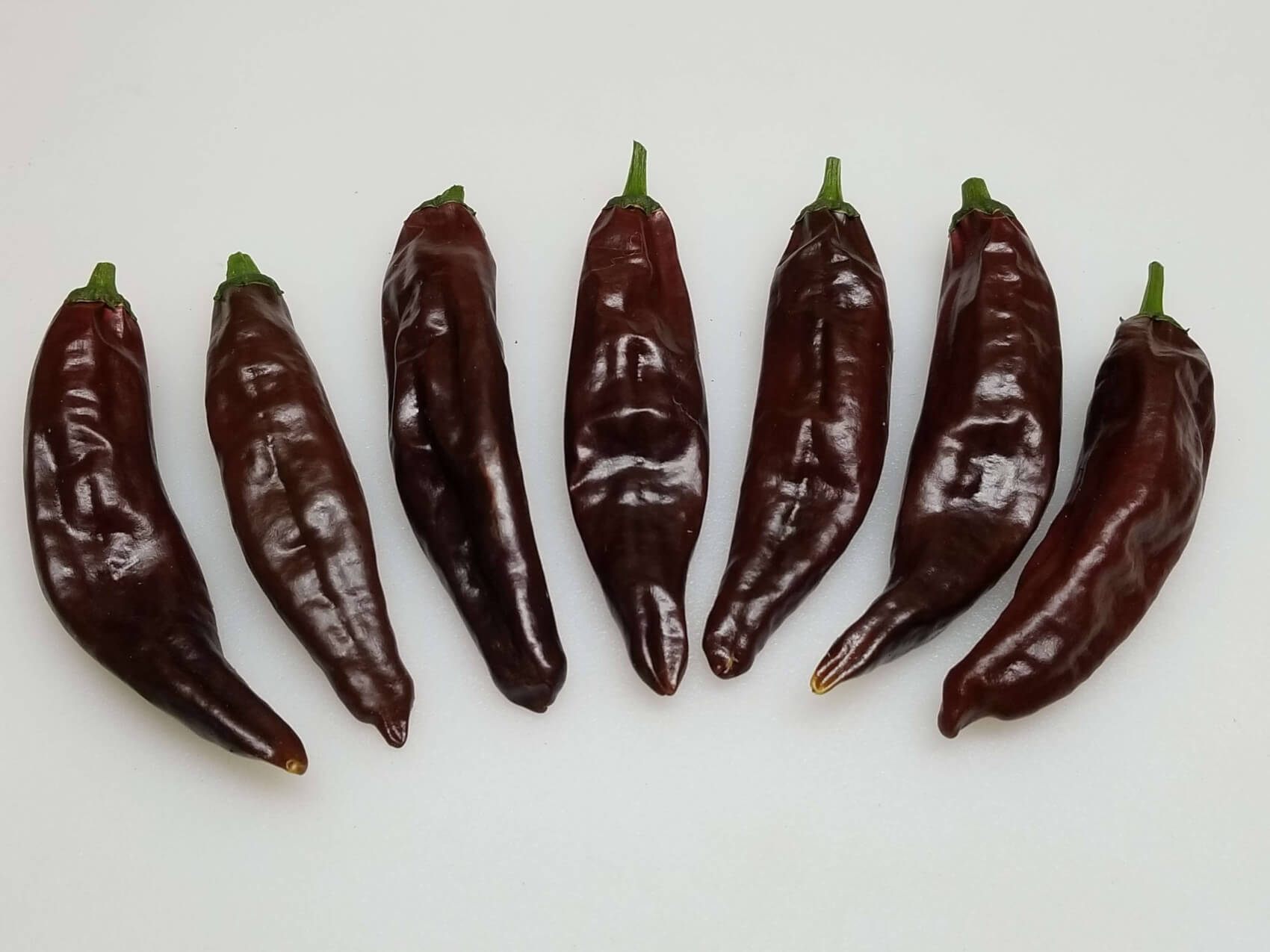The chocolate mirasol grows pointing up, giving it its name, which means "look at the sun" in Spanish.