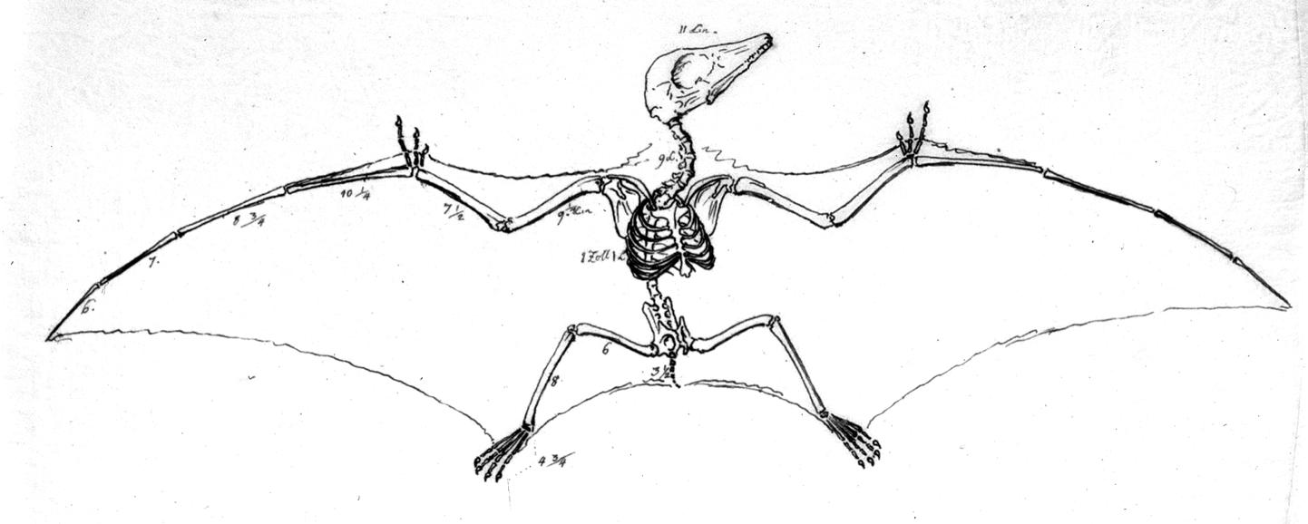 pterodactyl anatomy