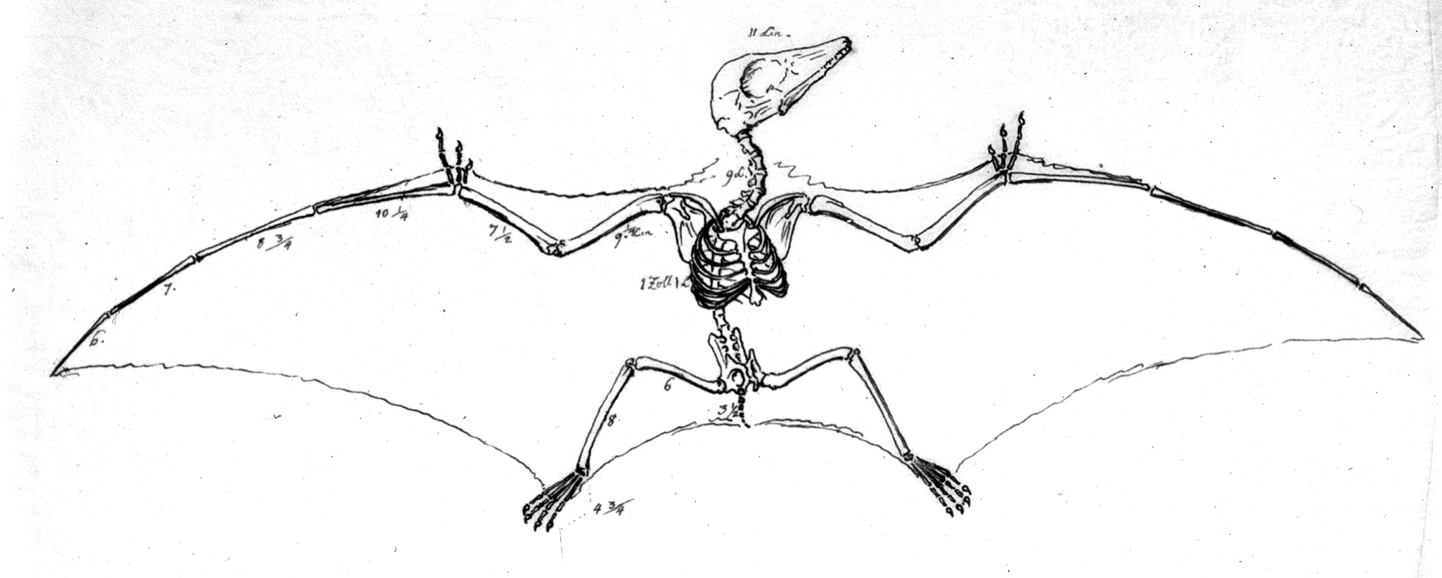 Why Pterosaurs Were the Weirdest Wonders on Wings