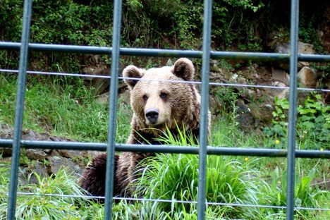One of the rescued bears in part of the enclosure.